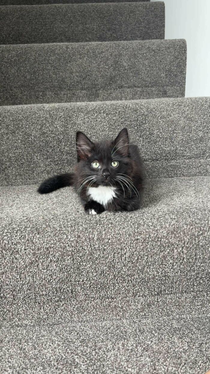 Black and white kitten resting on textured gray carpeted stairs, showcasing newly adopted pets in cozy winter beginnings.