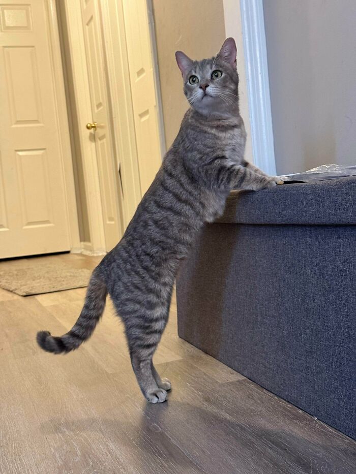 Gray tabby cat standing on hind legs, exploring a cozy indoor space, one of the newly adopted pets in winter.