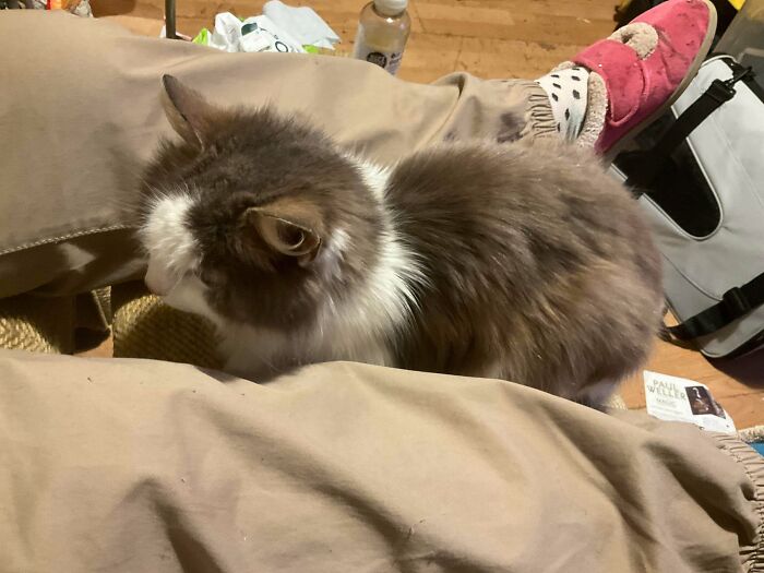 Fluffy newly adopted cat resting between legs in a cozy indoor setting during winter beginnings.