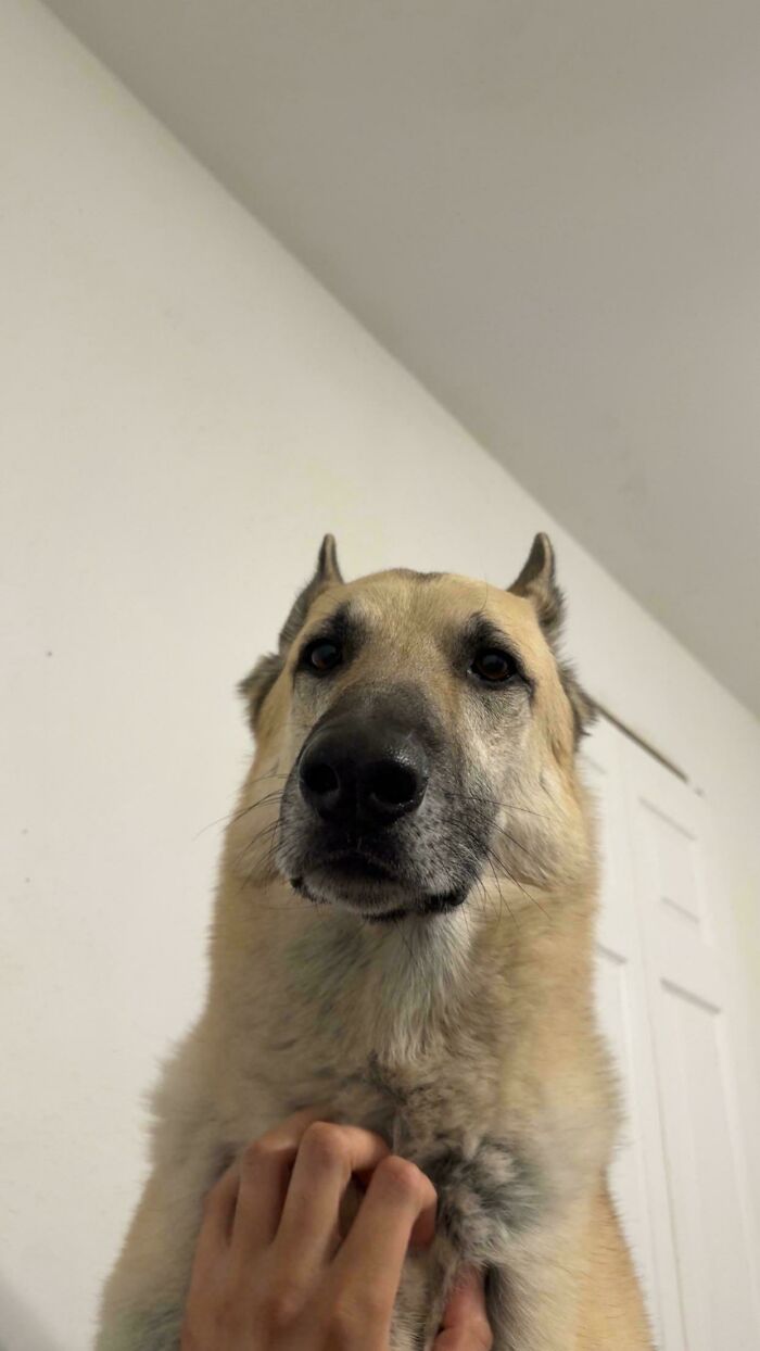 Large dog being gently petted indoors, showing newly adopted pets enjoying cozy winter beginnings.
