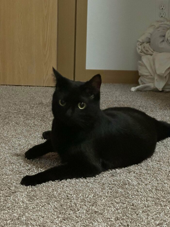 Black cat lying on carpet in cozy indoor setting, representing newly adopted pets in winter beginnings.