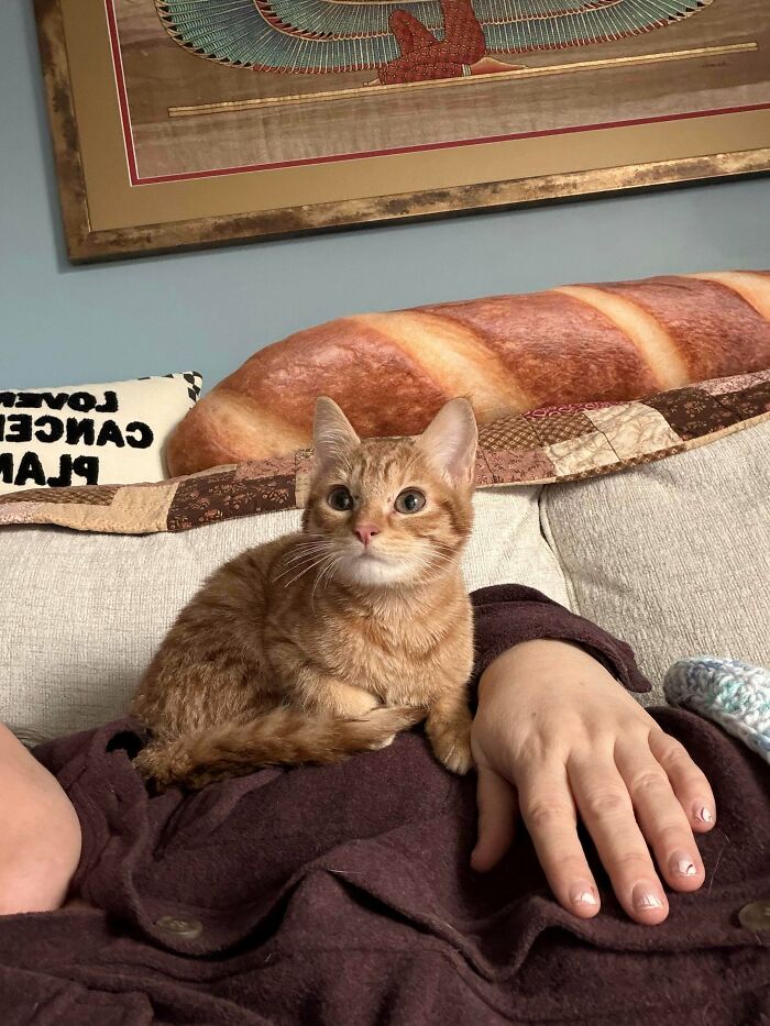 Orange tabby cat sitting on person’s chest on couch, cozy winter scene with newly adopted pets melting hearts.