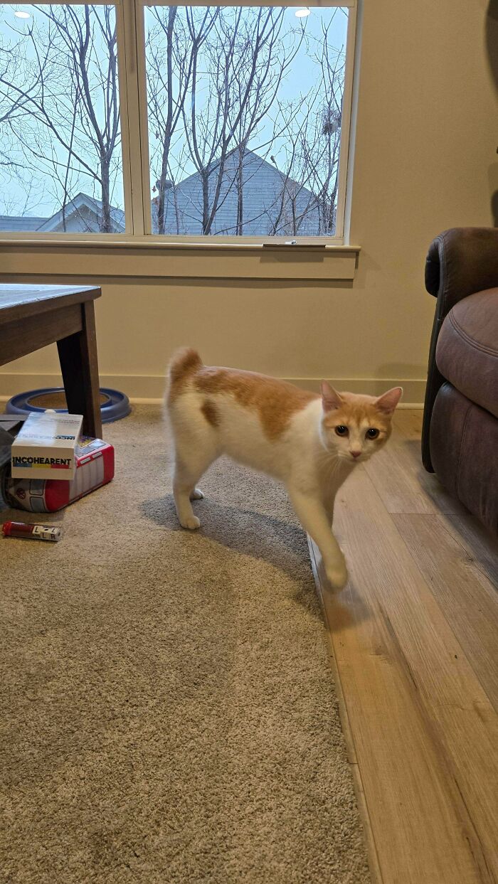 Orange and white cat walking indoors near a couch and window in a cozy winter home with newly adopted pets.