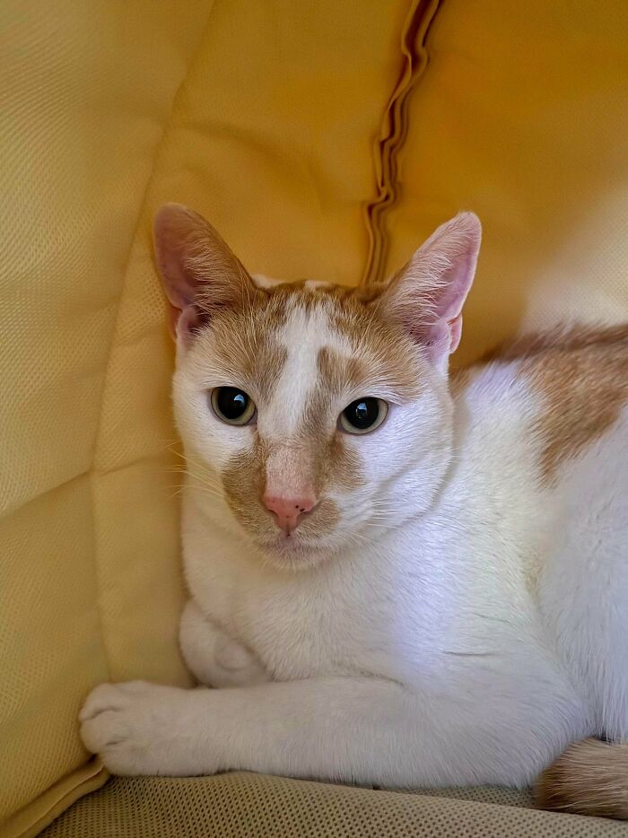 Newly adopted white and orange cat resting comfortably on a cozy yellow couch for winter beginnings.