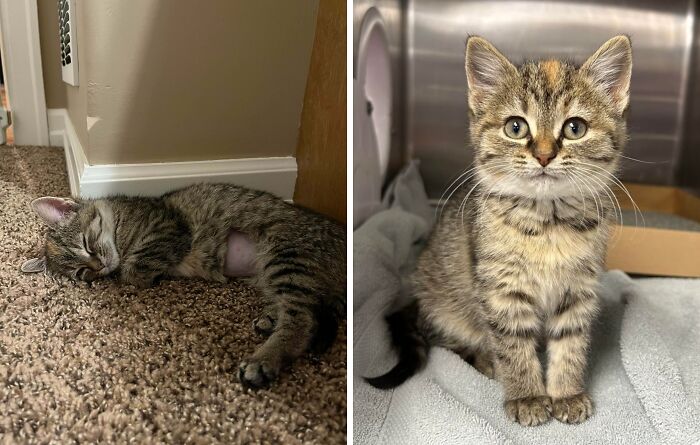 Two newly adopted tabby kittens, one sleeping on carpet and the other sitting on a cozy blanket, showcasing winter pet comfort.