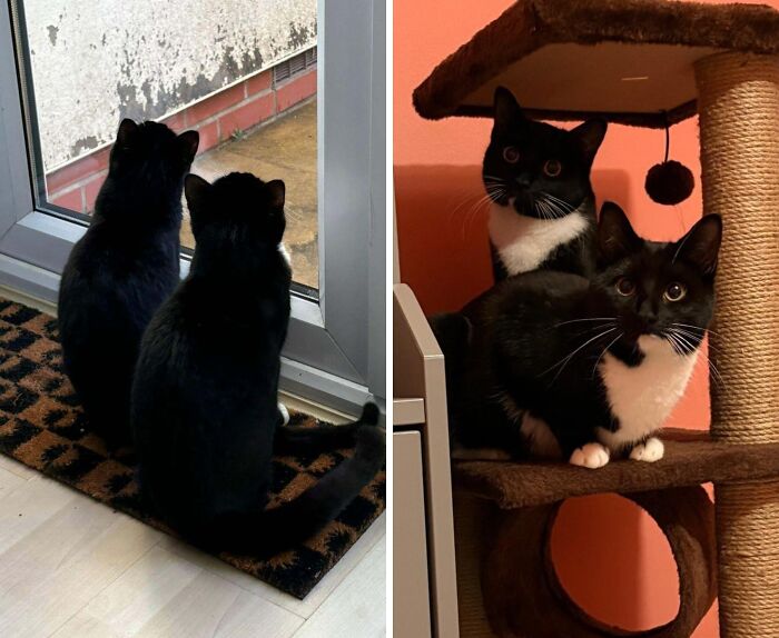 Two newly adopted black and white cats cozying up indoors during a winter day, highlighting heartwarming pet moments.