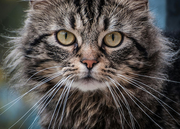 911 Operators Share The 50 Dumbest Calls They Ever Received