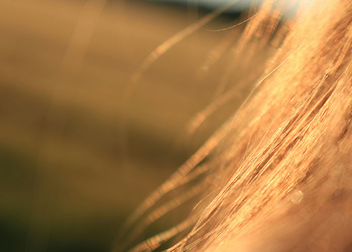 Close-up of rare physiological traits showing fine details of hair strands illuminated by warm, natural light.