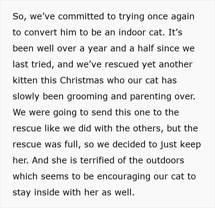 Person&rsquo;s cat grooming rescued kitten indoors while neighbor&rsquo;s adoption leads to cat disappearing for days.
