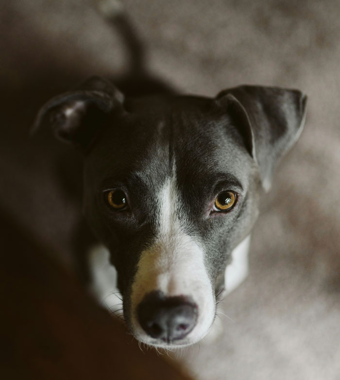 Grey dog looking up with soulful eyes, funny friends or family very weird moment