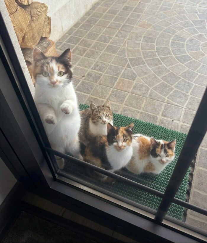 Group of cats outside a glass door showing natural comedic expressions in a viral funny cats moment.