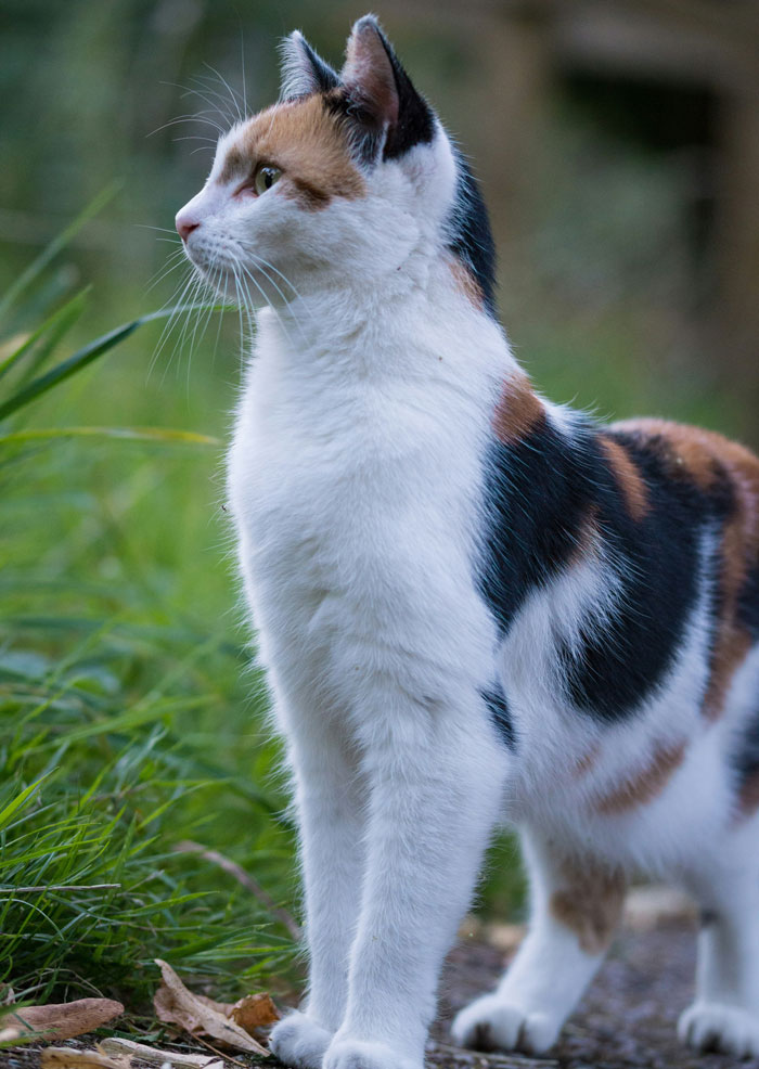 Calico cat standing on the ground near grass, looking alert with smart and curious expression in natural light.