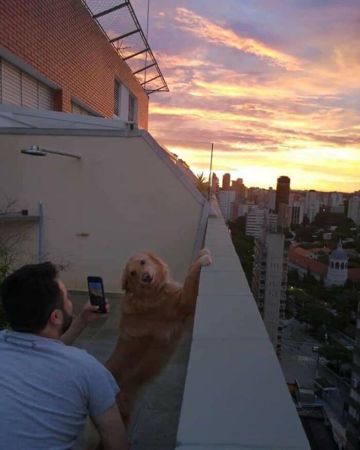 Man taking a photo of a golden retriever on a rooftop at sunset, capturing important animal images and bonds.