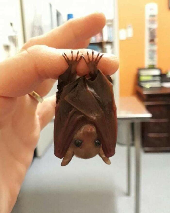 Human hand gently holding a small bat upside down, showcasing a sweet human-animal bond in an indoor setting.
