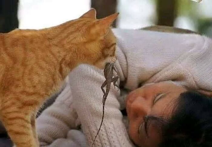 Orange tabby cat gently holding a small lizard near a person lying down, showcasing human-animal bonds in an important animal image.
