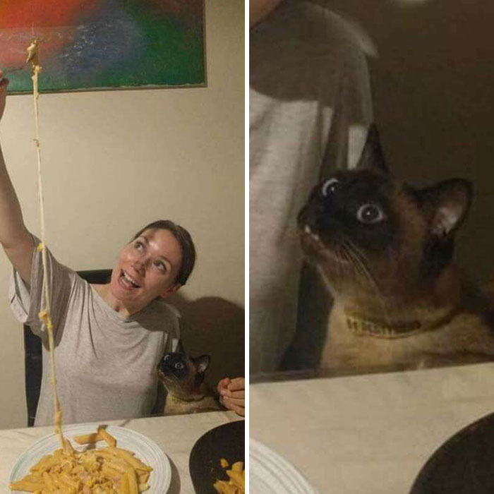 Woman and Siamese cat sharing a moment over a plate of cheesy pasta capturing important animal images and human-animal bonds.