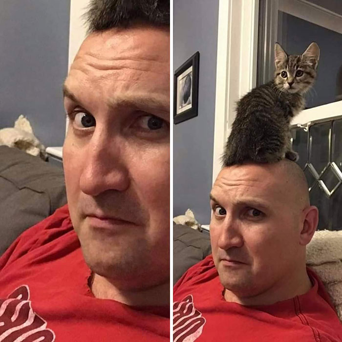 Man wearing a red shirt showing the sweetest human-animal bond with a kitten sitting on his bald head indoors.