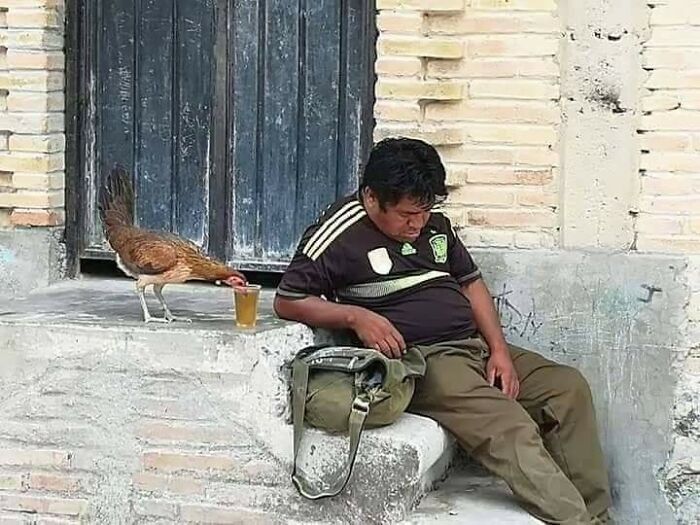 Man sitting asleep on steps while a chicken drinks from a glass nearby in an important animal image showing human-animal bonds.