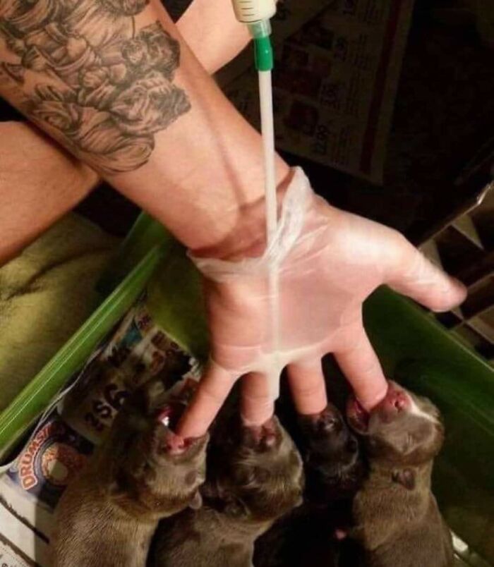A person wearing a glove feeding four newborn puppies with a bottle, capturing important animal images of human-animal bonds.