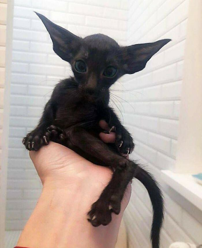 Small black kitten with large ears held gently in a hand, capturing sweet human-animal bonds in an important animal image.