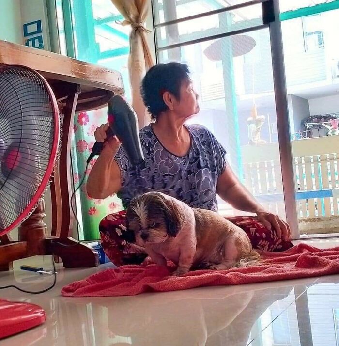 Woman using a hairdryer to dry a dog sitting on a towel, capturing the sweetest human-animal bond indoors.