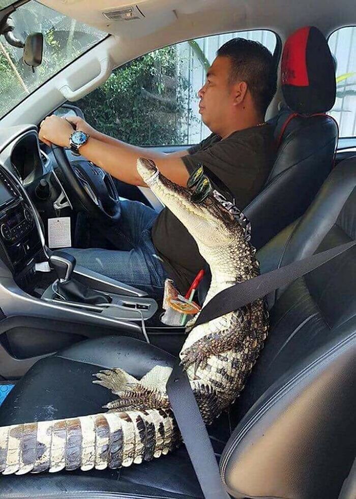Man driving a car with a baby crocodile wearing sunglasses and seatbelt in the passenger seat, showing human-animal bond.