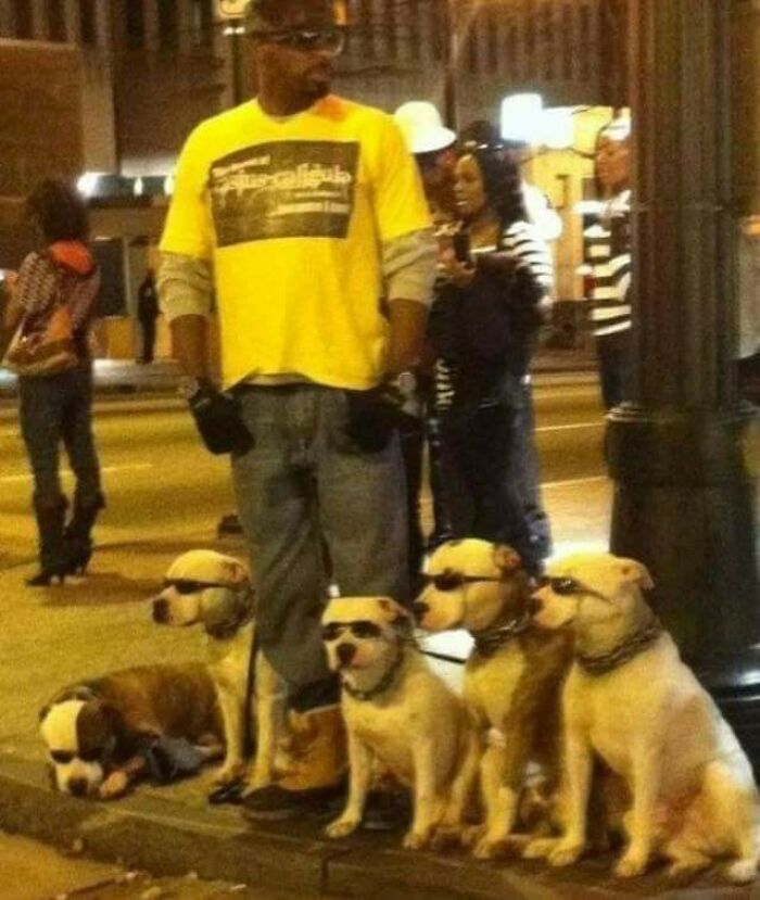 Man wearing yellow shirt standing on a street corner with five dogs wearing sunglasses showing human-animal bonds.