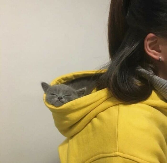 Gray kitten peacefully resting inside hoodie pocket on woman’s back, capturing the sweetest human-animal bonds in important animal images.