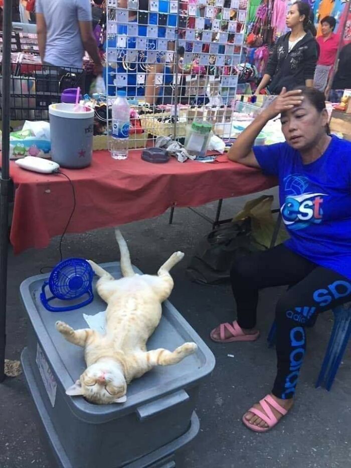 Cat lying on its back next to a small fan with a woman sitting nearby, showing sweet human-animal bonds.