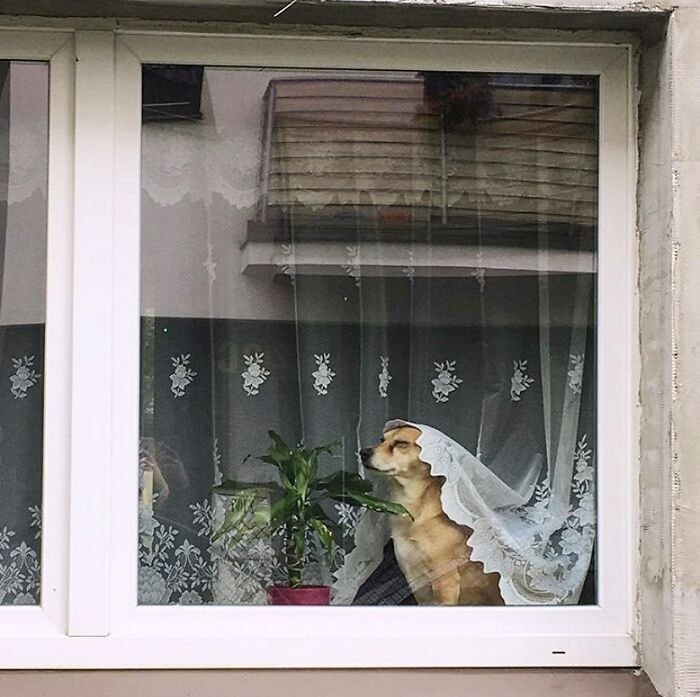 Small dog peeking out of a window with lace curtains, sitting next to a potted plant inside a cozy home.
