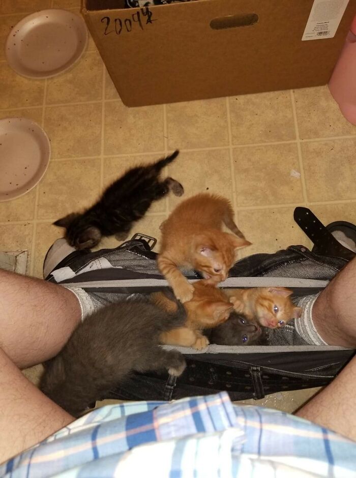 Several playful kittens climbing on a person's legs, capturing the sweetest human-animal bonds with important animal images.