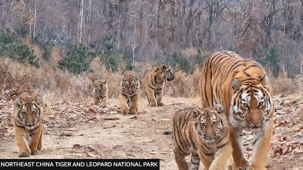 Amur-Tiger-and-5-Cubs-695cb11f175d8.jpg