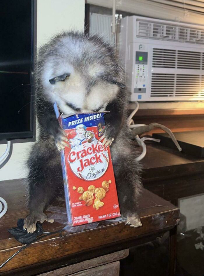 Raccoon holding and peeking inside a Cracker Jack box on a wooden table in a funny confusing picture.