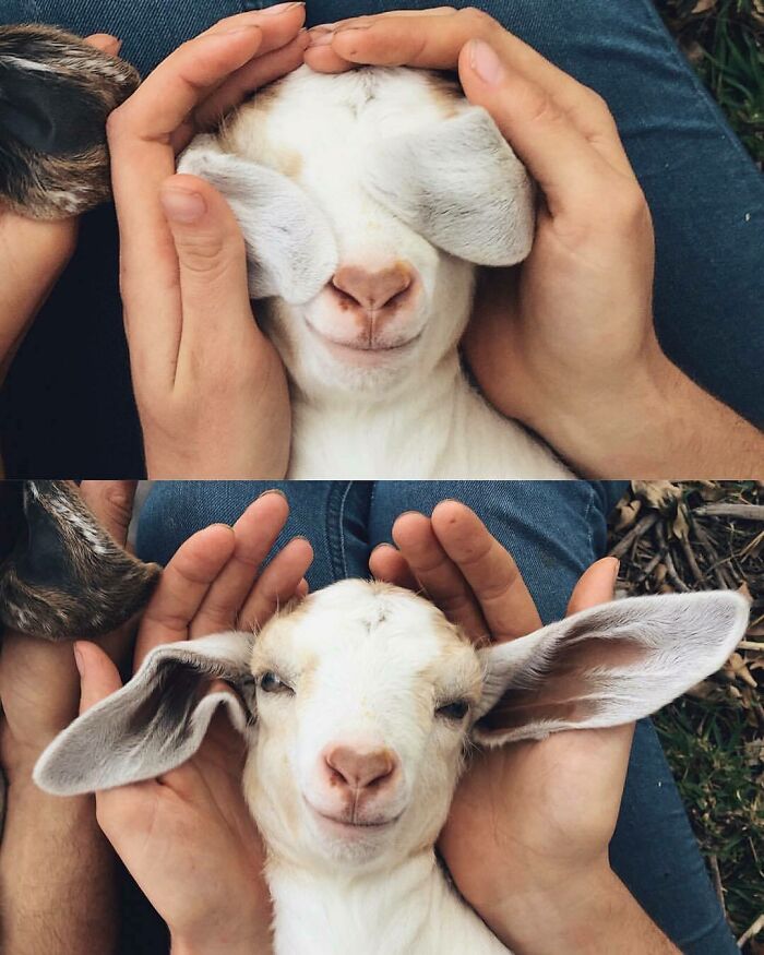 Cute baby goat with floppy ears held gently in hands, showcasing adorable animals to instantly melt stress and anxiety.