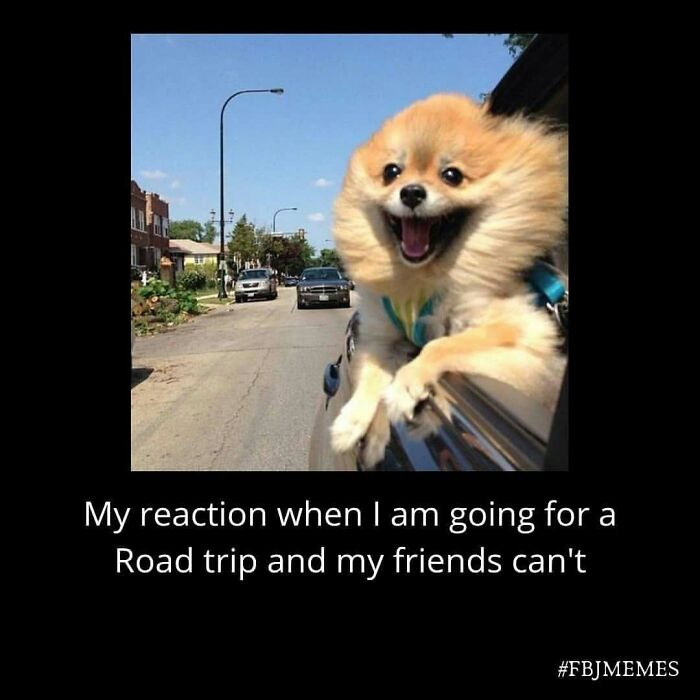 Happy dog leaning out of car window on a street, illustrating travel meme about solo road trip fun and travel memes.