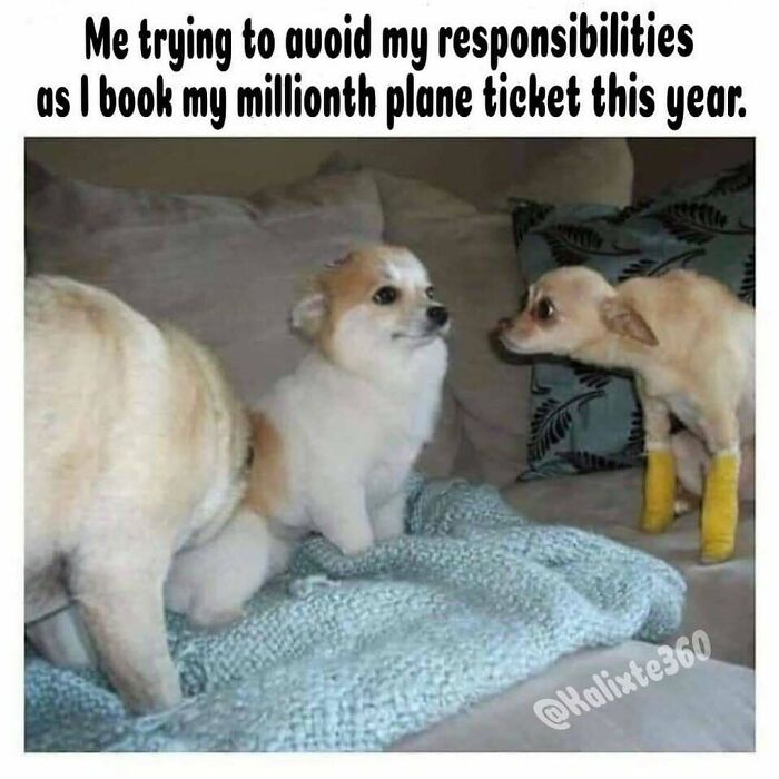 Three small dogs indoors with one looking guilty as a travel meme about booking plane tickets avoiding responsibilities.