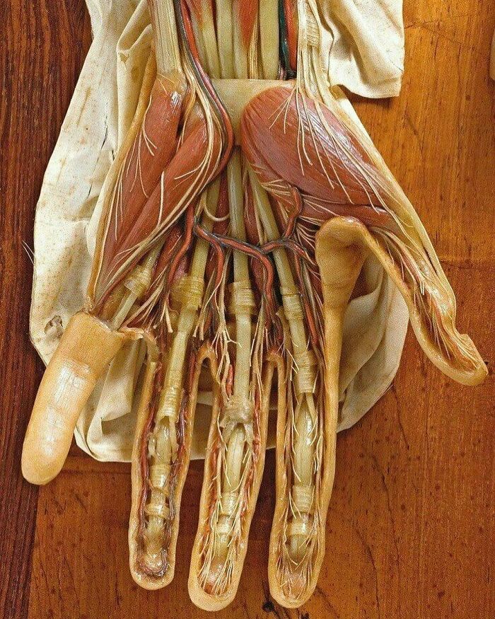 Dissected model of a human hand showcasing muscles, nerves, and tendons in a fascinating and unnerving medical display.