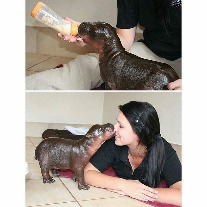 Cute baby hippo being bottle-fed and nuzzling a woman, showcasing adorable animals to melt stress and anxiety.