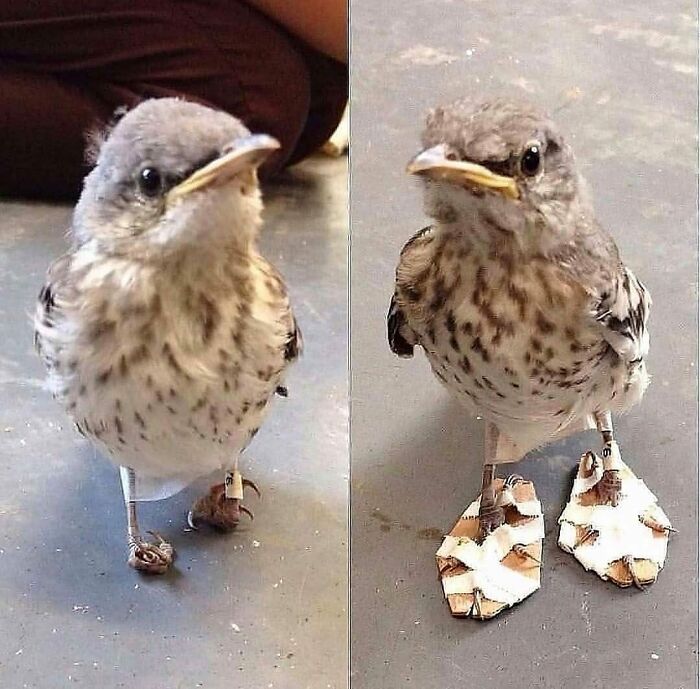 Close-up of a cute small bird with spotted feathers, wearing makeshift protective coverings on its feet to ease stress.