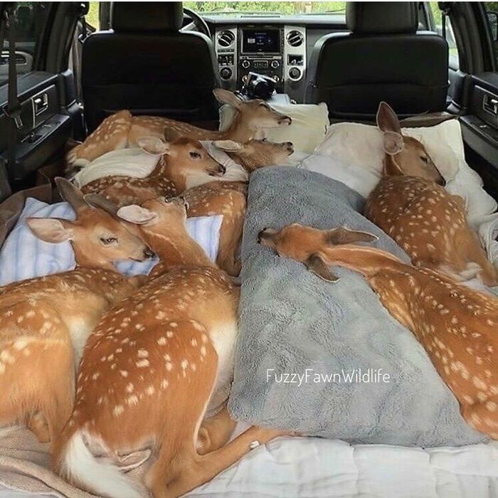 A group of cute baby deer resting together on blankets inside a vehicle, showcasing adorable animals to melt stress.