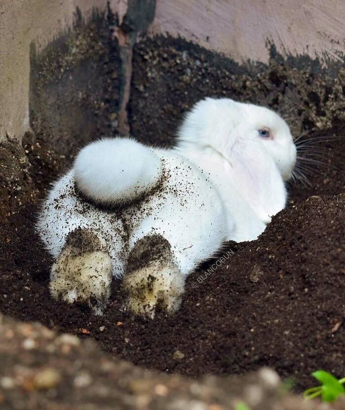 Cute white rabbit lying in dirt with paws and tail covered in soil, showcasing adorable animals to melt stress and anxiety.