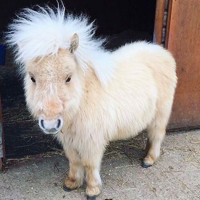Fluffy miniature horse with a wild white mane standing at a stable, a cute animal to melt stress and anxiety.