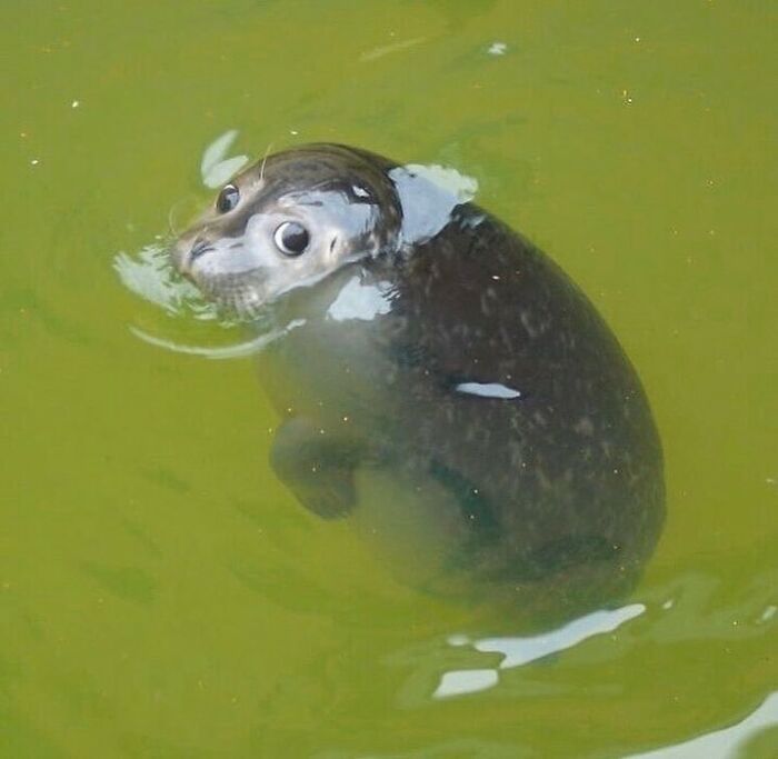 Seal pup swimming in green water, one eye visible above the surface, a cute animal moment to melt stress and anxiety.