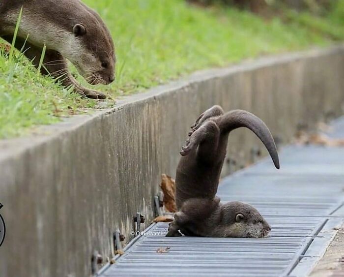 Two cute otters interacting near a grassy edge and concrete path, showcasing adorable animal behavior to melt stress.