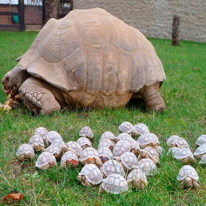 Adult tortoise with a large group of cute baby tortoises on grass, showcasing adorable animals in a natural setting.