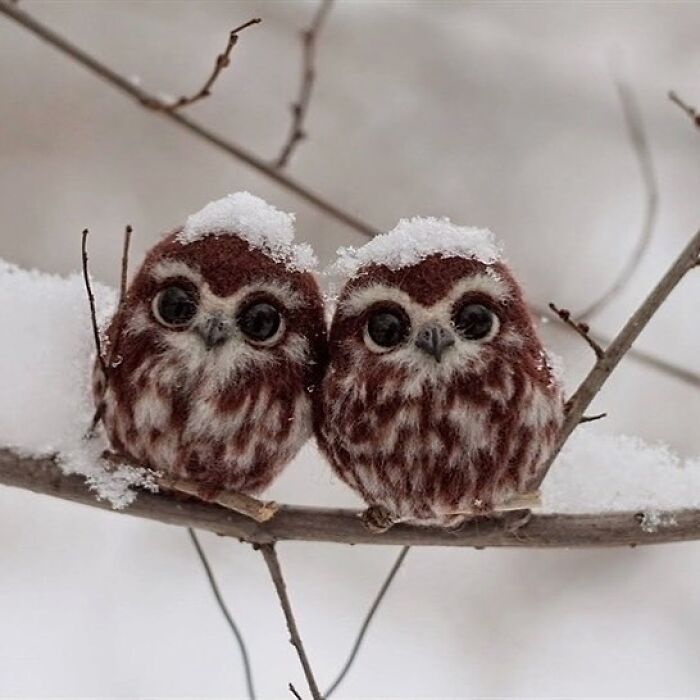 Two cute small owls covered in snow perched closely on a branch, a perfect example of cute animals to melt stress.