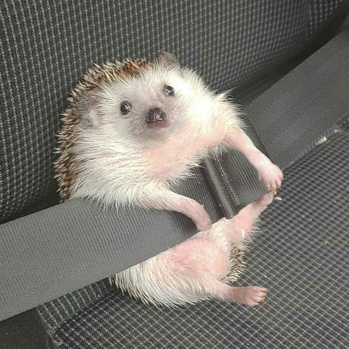 Cute hedgehog secured with a car seatbelt on a dark patterned car seat, showcasing adorable animals to melt stress.