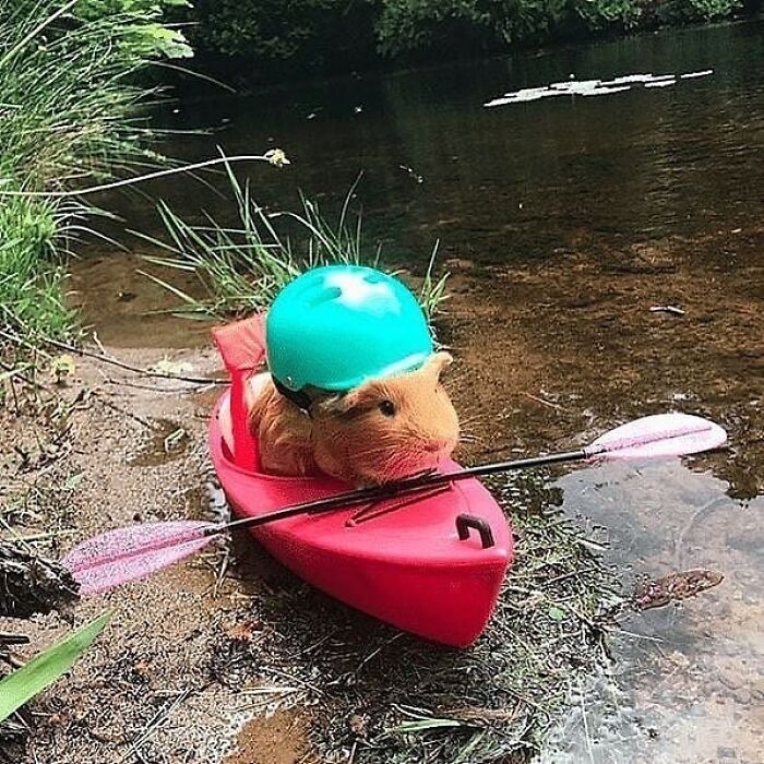 Cute animal, a guinea pig wearing a helmet, sitting in a red kayak with a paddle near a calm riverbank.