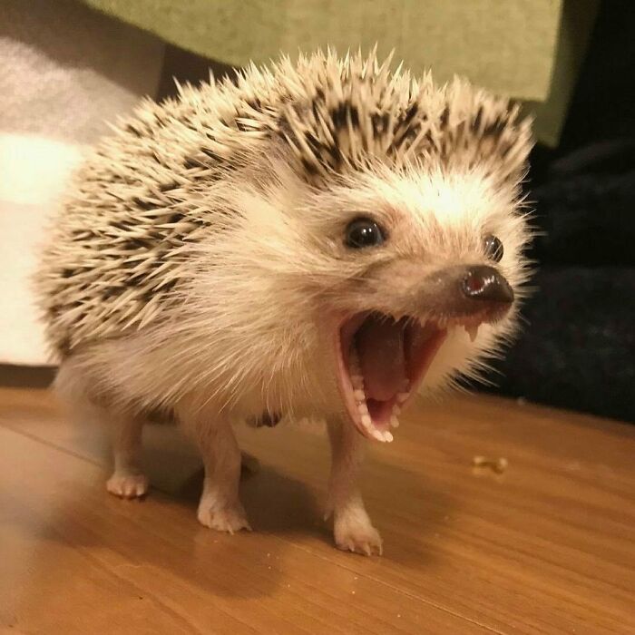 Cute hedgehog with open mouth standing on wooden floor, a perfect example of cute animals to melt stress and anxiety.