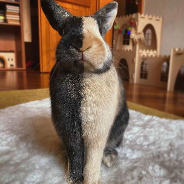 Cute animal rabbit with split black and tan fur sitting on a soft rug in a cozy indoor setting